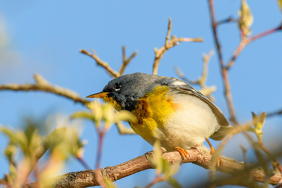 Northern Parula