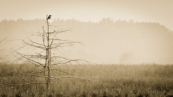 Kingfisher On TreeBig Island Wildlife Area, Marion Ohio