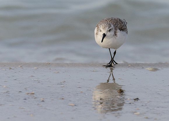 Sanderling