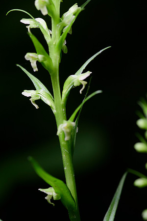 Northern Tubercled Orchid