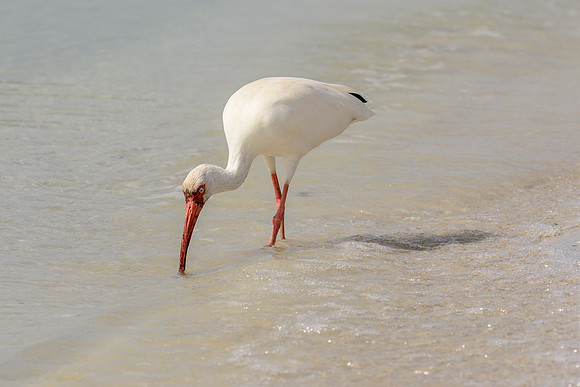White Ibis
