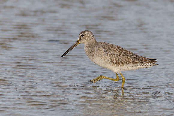 Short-billed Dowitcher