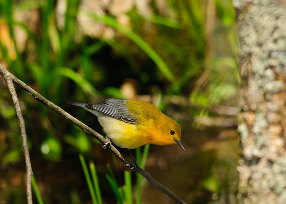 Prothonotary Warbler; Lawrence Woods, Kenton  OH