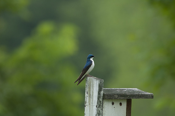 Tree Swallow; Male