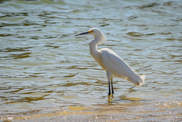 Snowy Egret; Phoenix Arizona