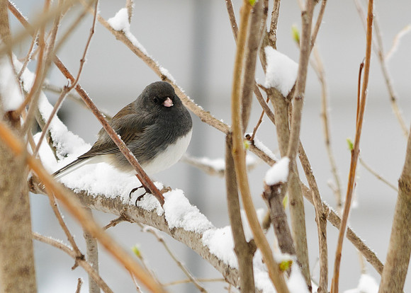Dark-eyed Junco