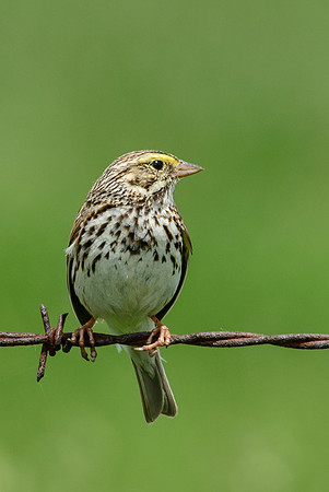Savannah Sparrow