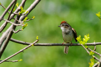Swamp Sparrow