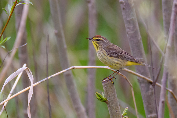 Palm Warbler