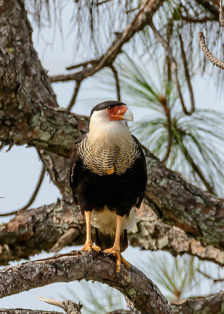 Crested Caracara