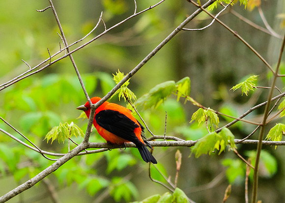 Scarlet Tanager; Lawrence Woods, Kenton OH