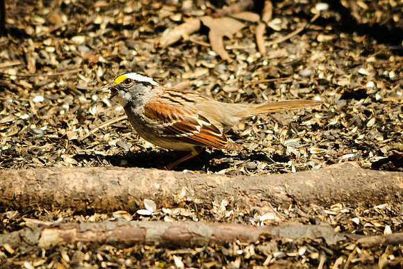 White-Throated Sparrow