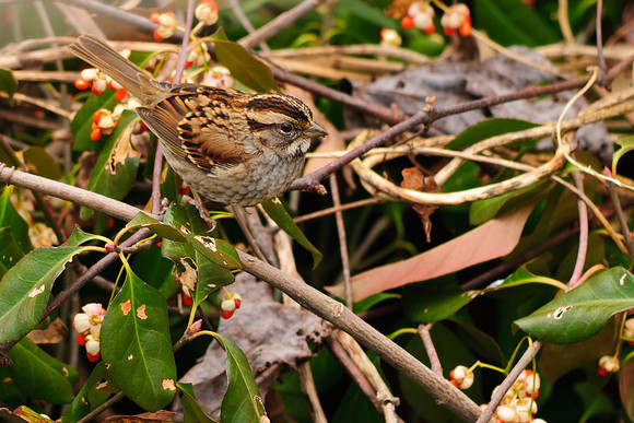 White-Throated Sparrow