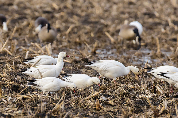 Ross's Geese w/ Snow Geese 1