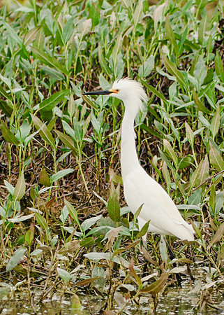 Snowy Egret; Magee Marsh Ohio