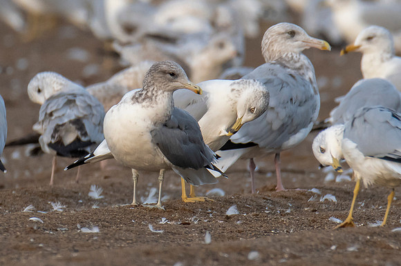 California Gull