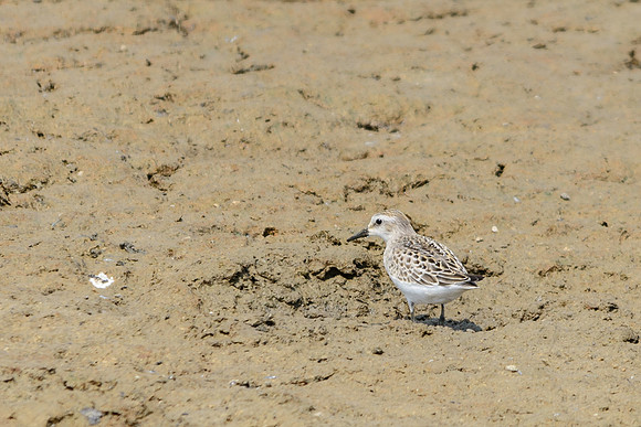 Semipalmated Sandpiper