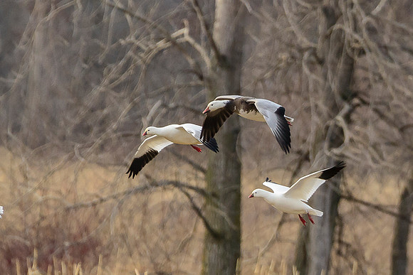 Mixed Winter Geese Landing 2