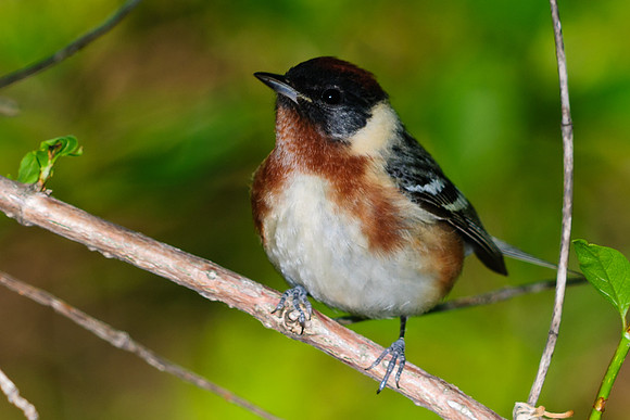 Bay-breasted Warbler; Magee Marsh, Lake Erie Ohio
