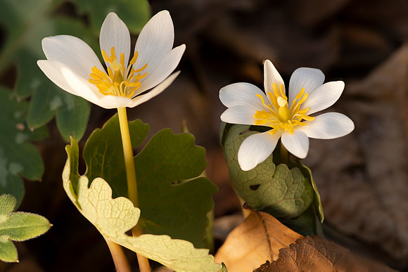 Bloodroot