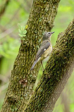 Black-throated Blue Warbler