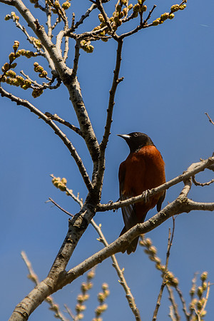 Orchard Oriole