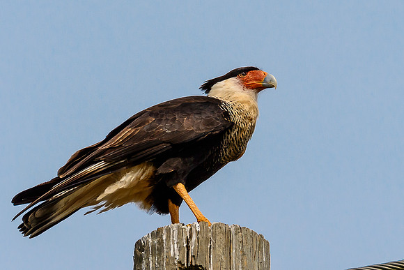 Crested Caracara