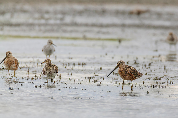 Short-billed Dowitcher