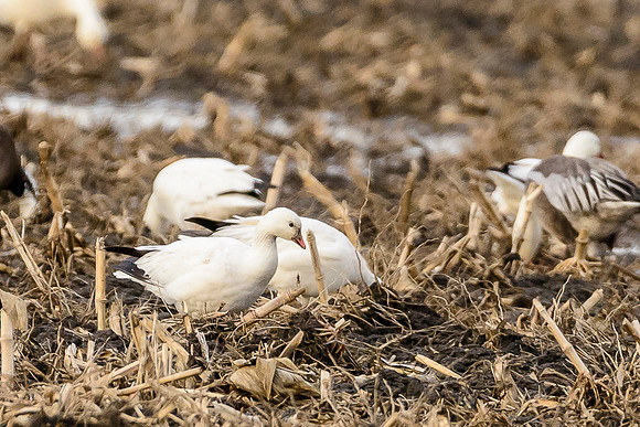 Ross's Geese 2