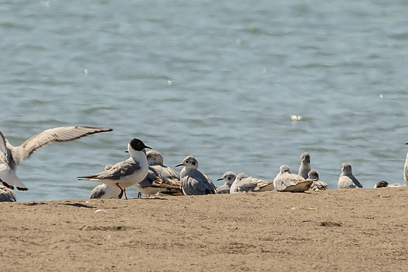 Bonaparte's Gull