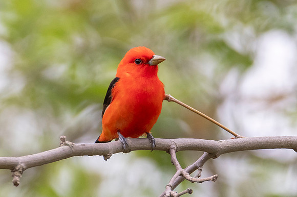 Scarlet Tanager
