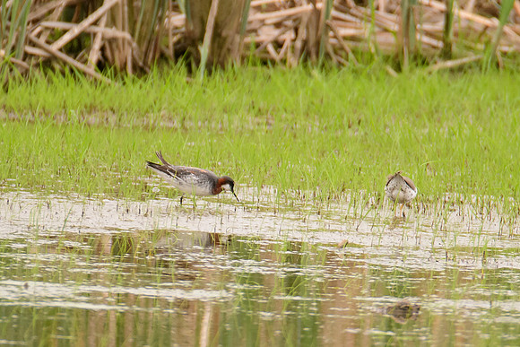 Red-necked Phalarope