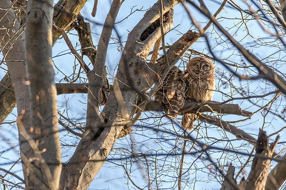 Barred Owl