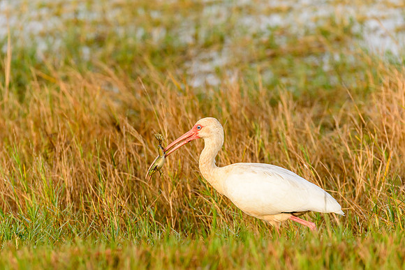 White Ibis
