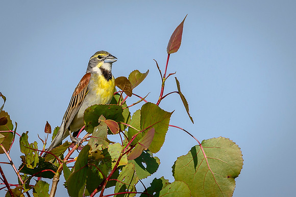 Dickcissel