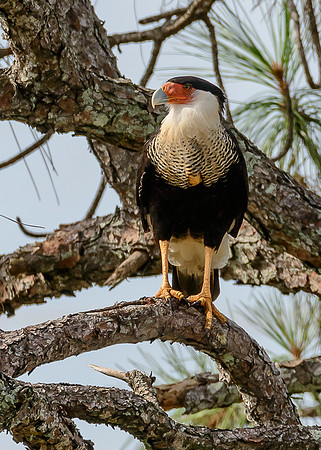 Crested Caracara