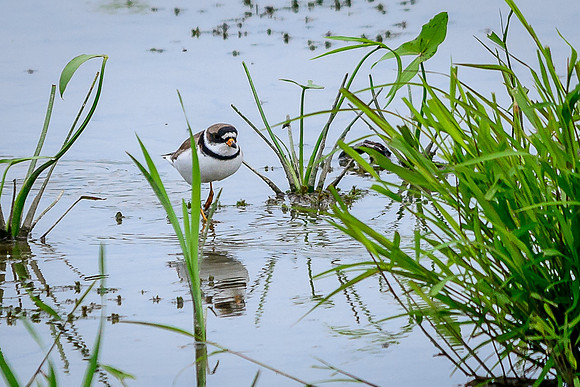 Semipalmated Plover