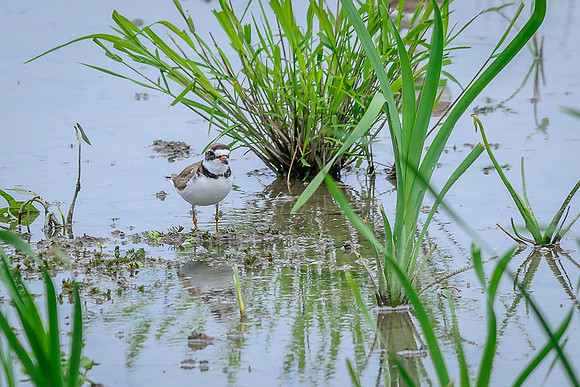 Semipalmated Plover