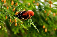 White-winged Crossbill