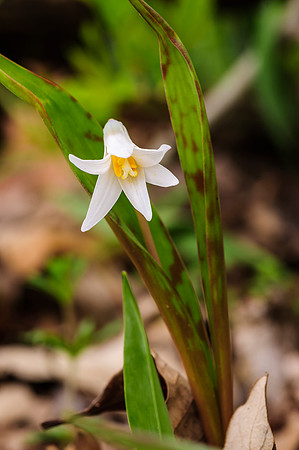 Trout Lilly