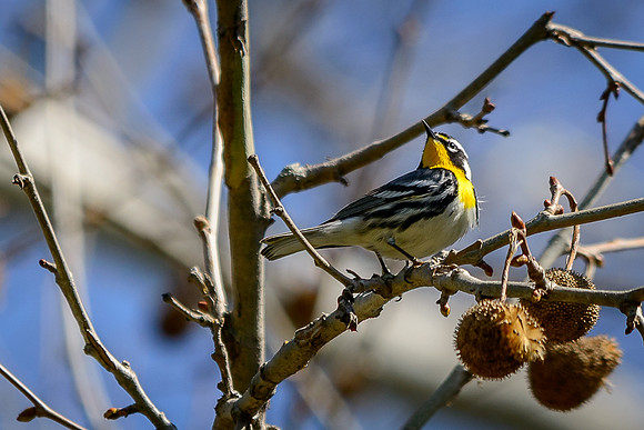 Yellow-throated Warbler
