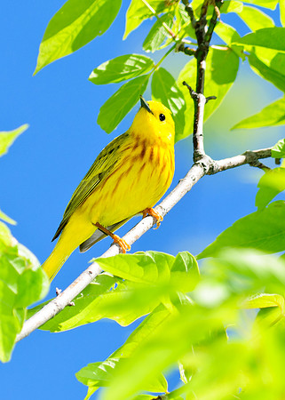 Male Yellow Warbler