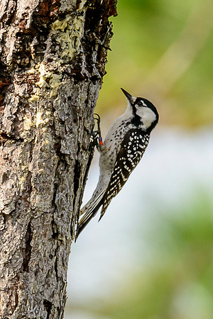 Red-cockaded Woodpecker