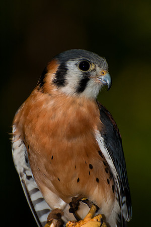 American Kestrel