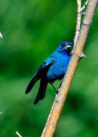 Indigo Bunting