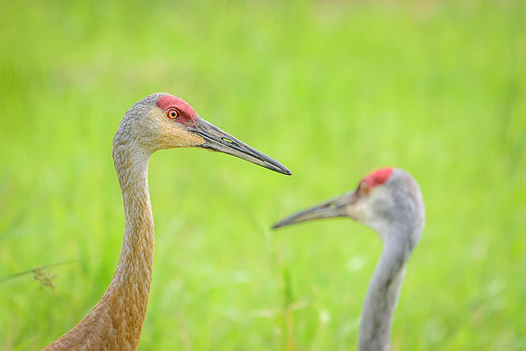 Sandhill Crane Pair