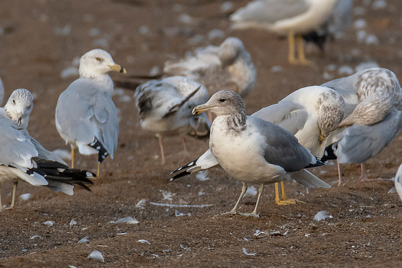 California Gull
