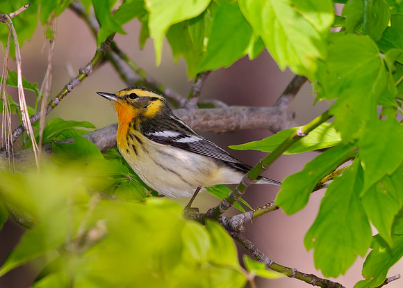Young Blackburnian Warbler ; Magee Marsh, Lake Erie OH