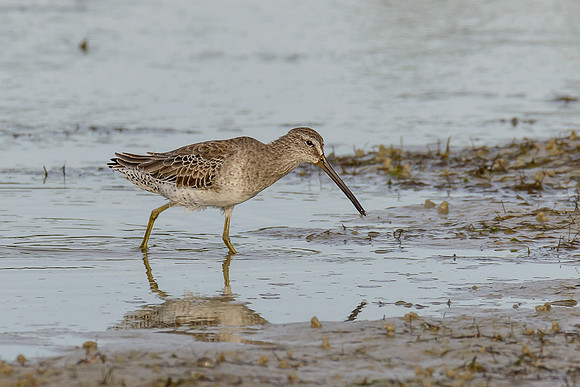 Short-billed Dowitcher