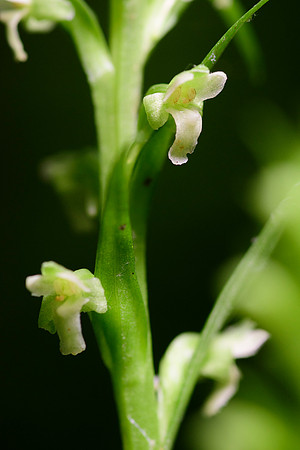 Northern Tubercled Orchid